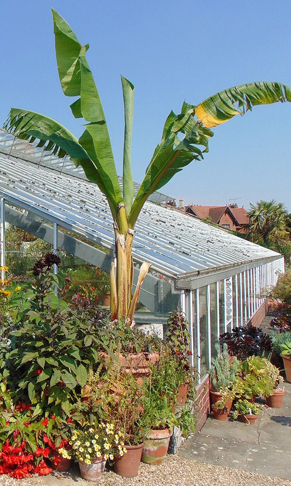 A white-framed glass greenhouse stands behind palm trees and colourful flowers.