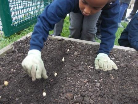A school child helps to plant seeds in a raised bed.