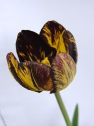 Tulip