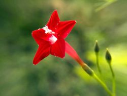 Ipomoea quamoclit