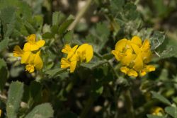 Medicago scutellata