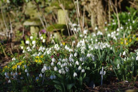 Picture of snowdrops