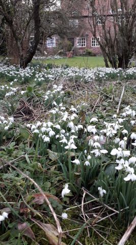 Snowdrops for event