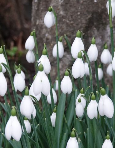 Snowdrops