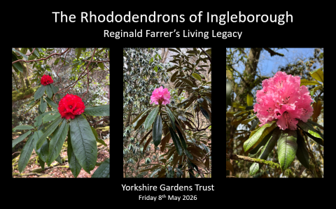 Rhododendrons at Clapham