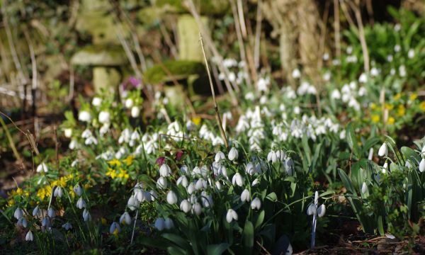 Picture of snowdrops