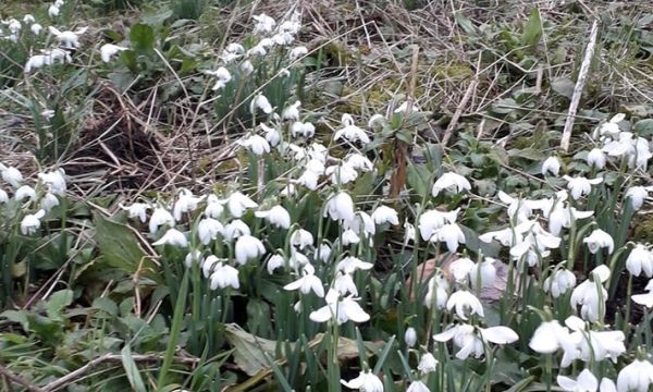 Snowdrops for event