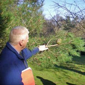 A man points at a hedge in a garden.