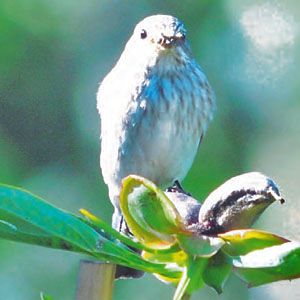 A small bird sits on a branch.