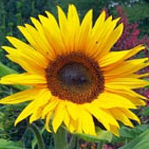 Close up of a sunflower.