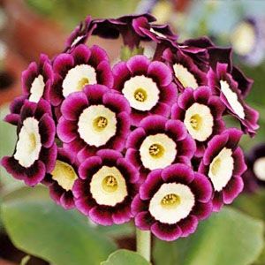 A tight group of purple and white flowers on a single stem.