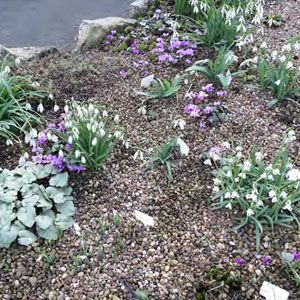 Snowdrops in a border alongside purple flowers.