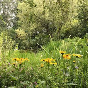 Dandelions in a meadow.