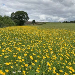 Yellow flowers in a large field with a hedge and trees in the distance.