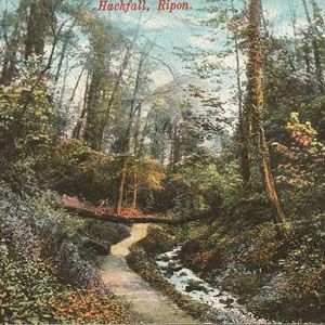 An old postcard showing trees and a track at Hackfall, Ripon.