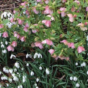 Pink and white flowers in springtime