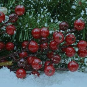 Winter berries