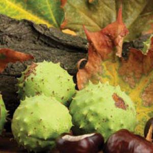 Horse Chestnut 