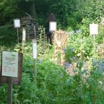 A garden with tall green plants and information signs on wooden stands.