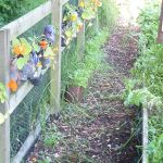 A pathway between a wooden fence and a raised border.