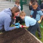 School children help to plant seeds in a raised bed.