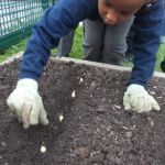 A school child helps to plant seeds in a raised bed.