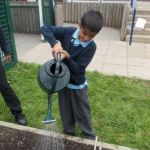 A school child waters seeds in a raised bed.