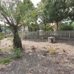 A view across a garden with a tree in the centre and a wooden fence in the background.