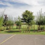 A view looking at young planted trees with a playground in the foreground.