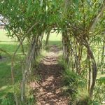 A view along a path with young trees on either side.