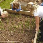 School children help tend a raised bed containing vegetables.