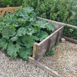 Rhubarb in an old sand pit